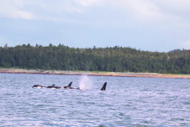A pod of orcas surfacing in front of a forested shoreline