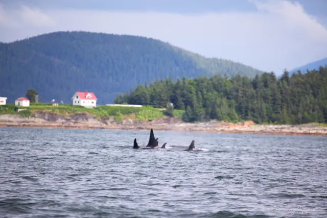 Orca fins in the water near a white lighthouse