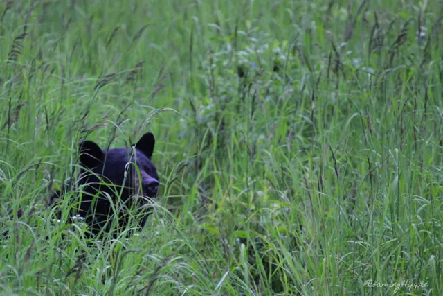 A black bear peeking out of tall green grass
