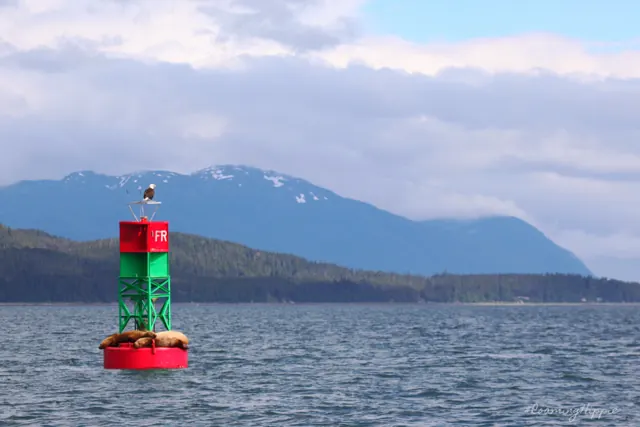 Sea lions resting on a red and green channel buoy below mountains