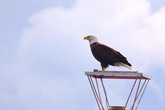 A bald eagle perched on top of a navigation marker