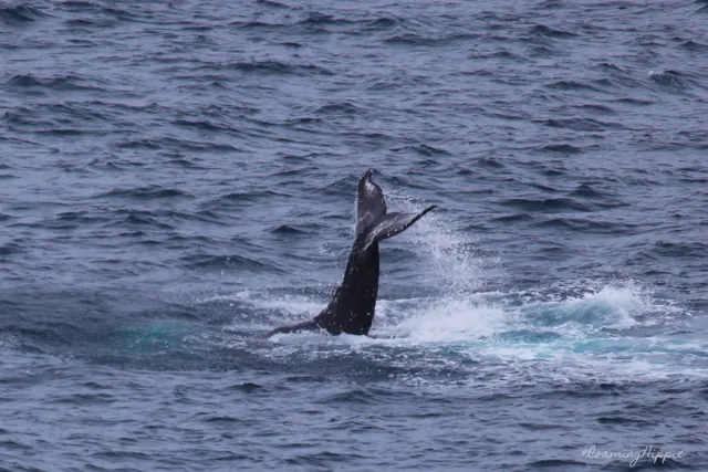 A humpback whale's tail splashing at the surface