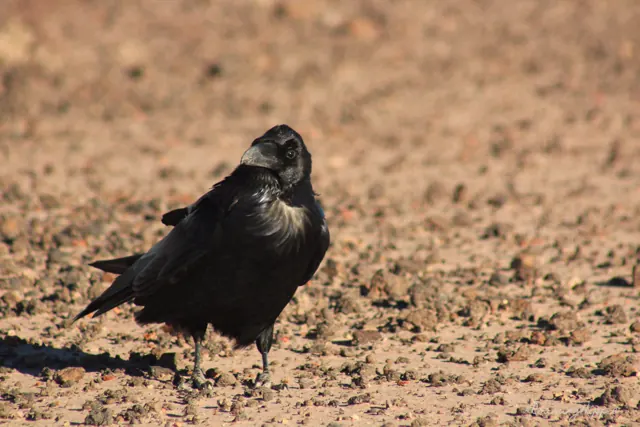 A raven standing on bare dirt