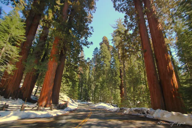 Giant sequoia trees towering over a snowy road