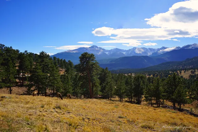 Pine forest and meadow below snowy mountain peaks