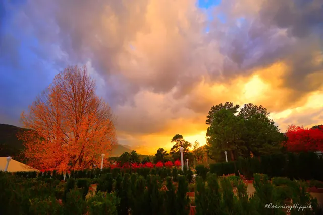 A blazing orange tree under a glowing sunset sky