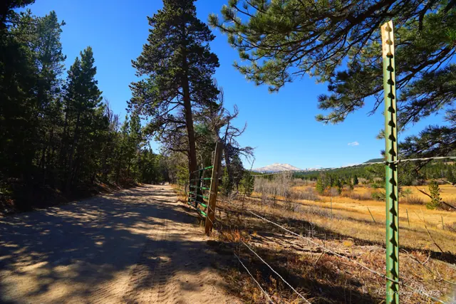 A sunny dirt trail through tall pines