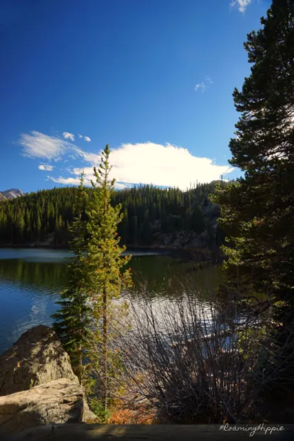 A small evergreen beside a calm mountain lake