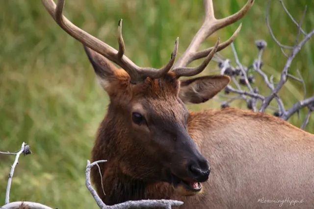 A bull elk resting among branches
