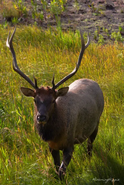 A bull elk standing in tall grass