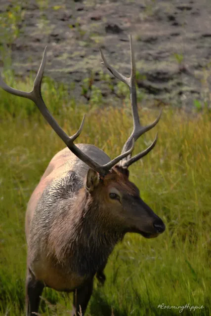 A bull elk with big antlers in golden grass