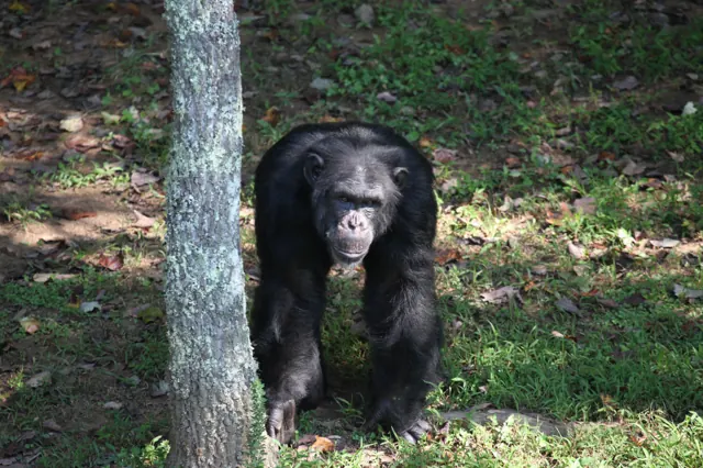 A chimpanzee beside a tree trunk