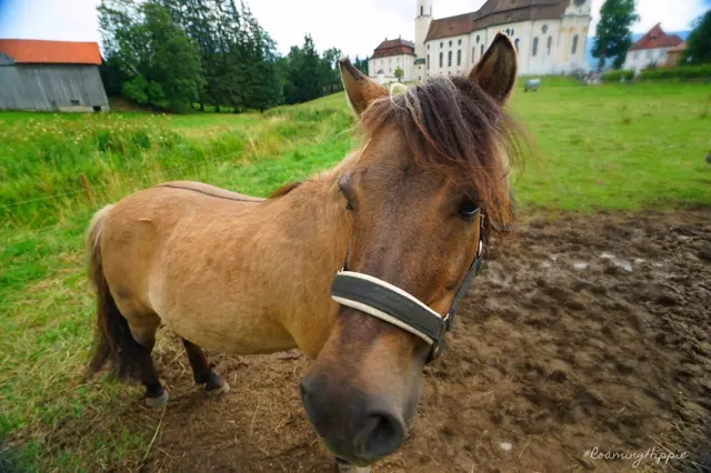 A pony with a halter in a muddy paddock, with a white church behind