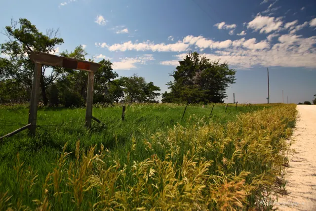 A grassy country lane lined with trees under a bright sky