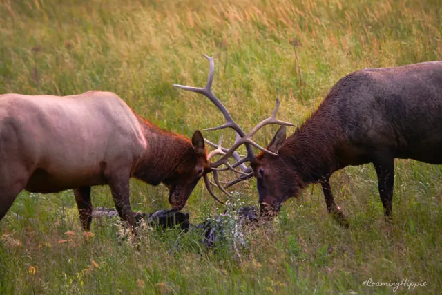 Two bull elk locking antlers in a grassy meadow