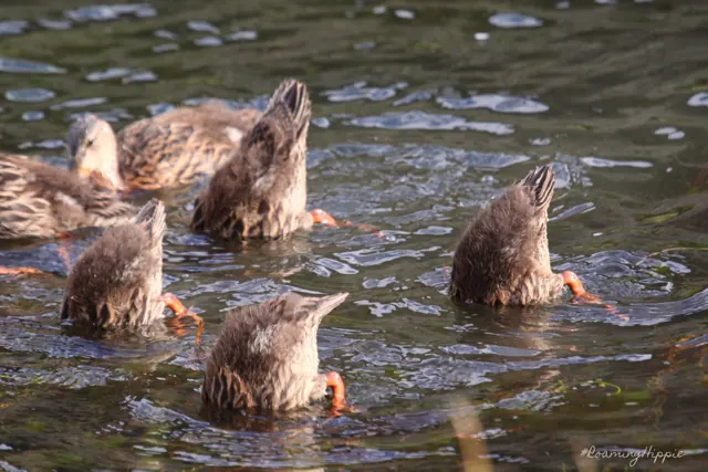 Ducks dabbling with tails up in a rippling stream