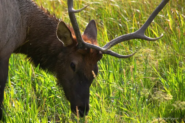 A bull elk grazing in green grass