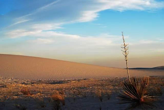 A tall yucca stalk on white sand dunes in soft evening light