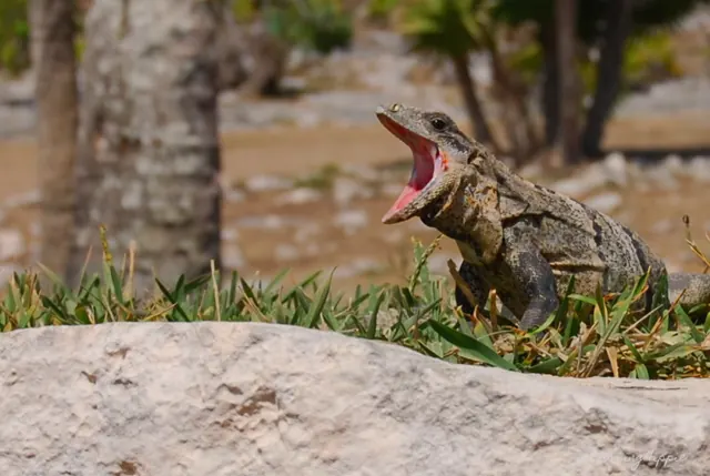 A lizard with its mouth wide open on a rock