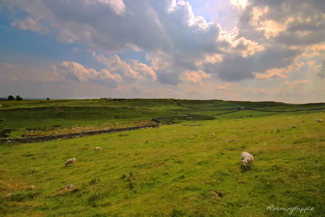 Green fields and sheep under a bright, cloudy sky