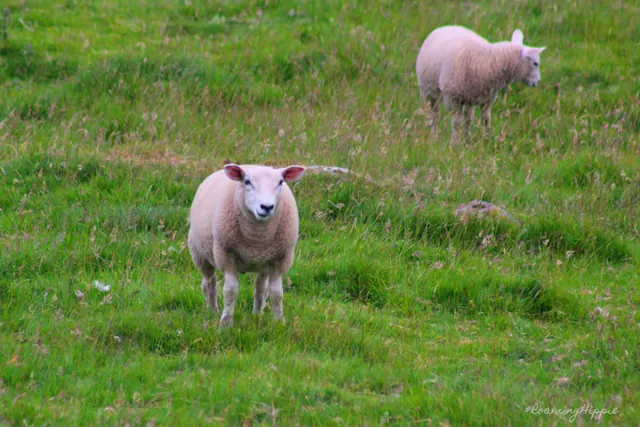 Two sheep in a green pasture