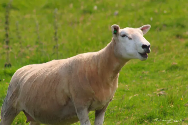 A sheep mid-bleat in a green field