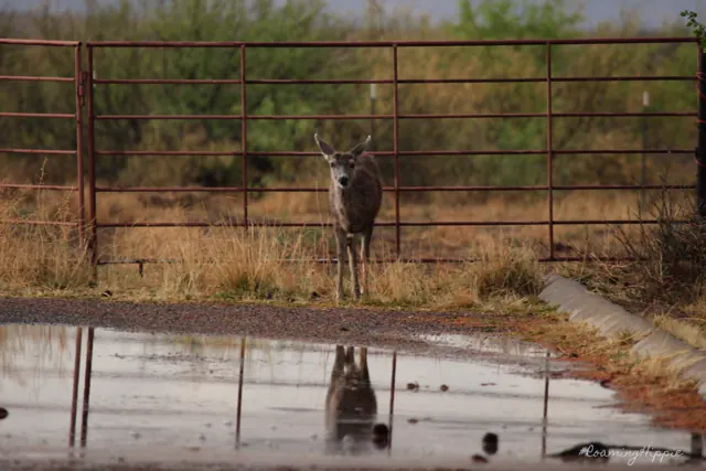 A deer standing at a metal ranch gate, reflected in a puddle