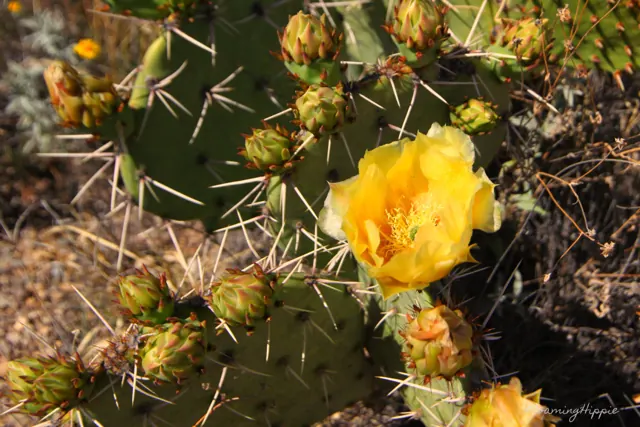 A yellow prickly pear cactus flower among green pads and buds