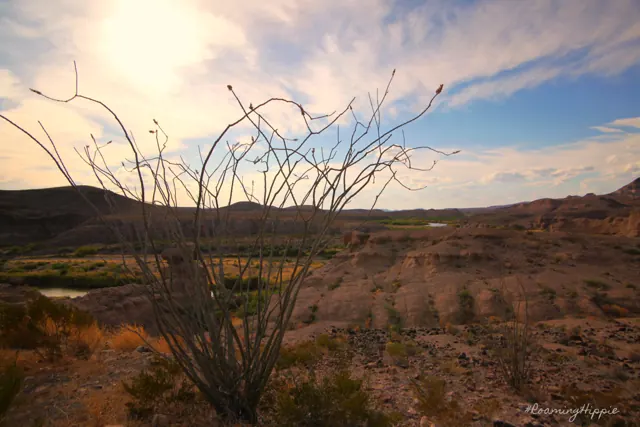 A bare ocotillo plant above a river valley in rugged hills