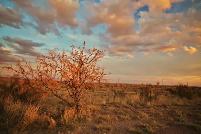 A shrub glowing orange at sunset under pink and grey clouds