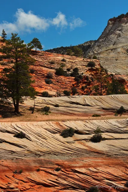 Swirled red and white sandstone with pine trees