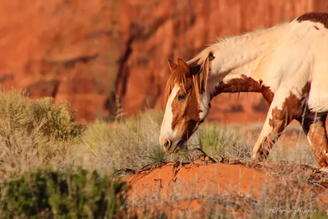 A paint horse grazing in front of red rock