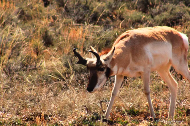 A pronghorn grazing in dry brush