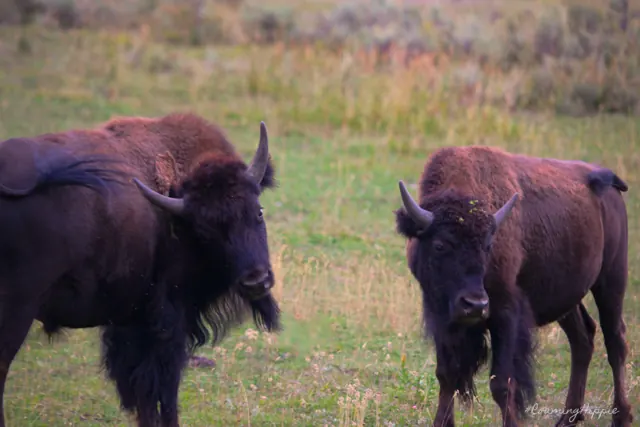 Two bison facing each other in a meadow