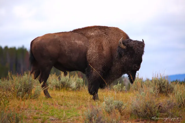 A bison standing in golden sagebrush