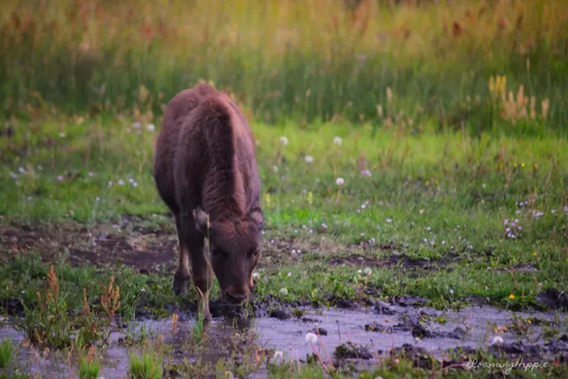 A bison calf drinking from a muddy puddle