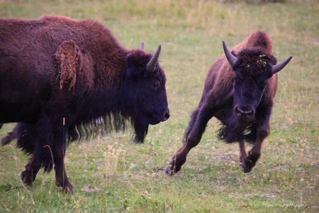 Two bison charging across a field