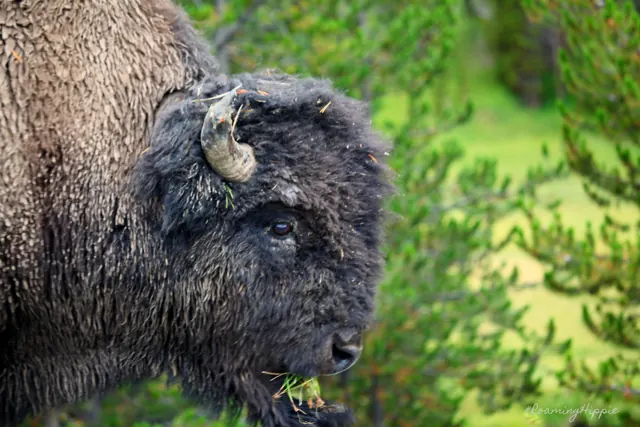 Close-up of a bison's shaggy head